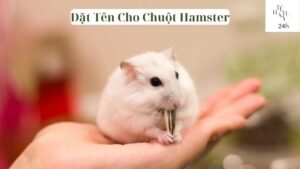 Đặt Tên Cho Chuột Hamster