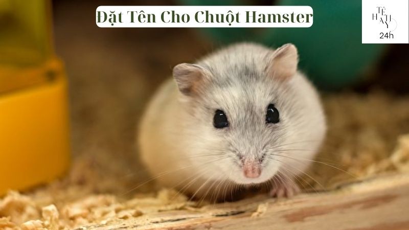 Đặt Tên Cho Chuột Hamster