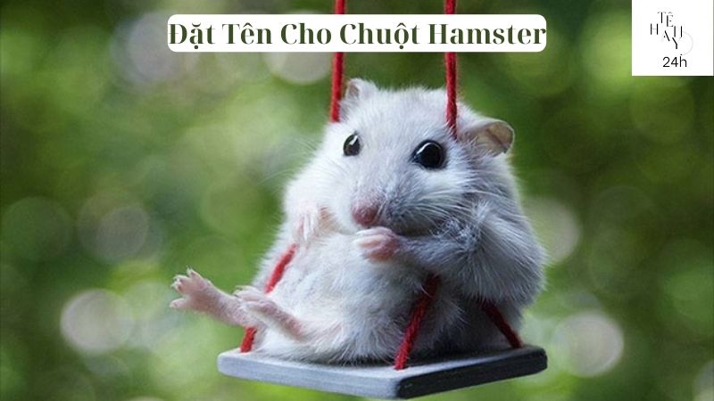 Đặt Tên Cho Chuột Hamster